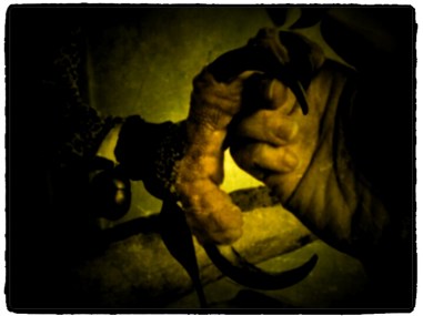 Arpía de la ciénaga urbana