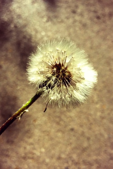 Diente de león def