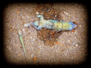 SAMSUNG CAMERA PICTURES