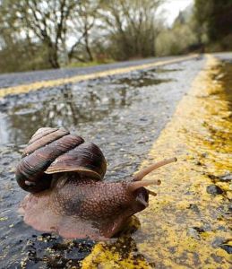 Grandes bellezas pequeños dramas Atramentum