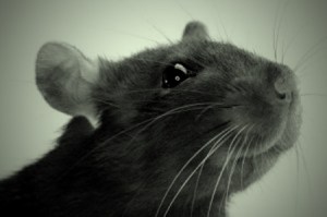 Hay ratas que sí
