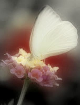 Una mariposa en mi mano