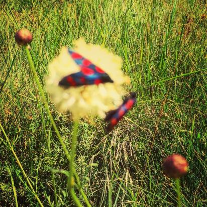 11174378_10207562812409446_8737751508998990102_o