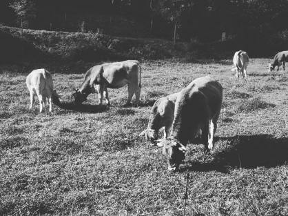 12031396_10207962833849732_3039053082745517064_o