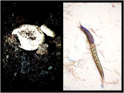 En apenas un metro cuadrado