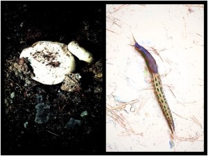 En apenas un metro cuadrado