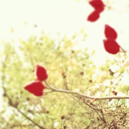 12091243_10208059691231106_5241853152110724214_o