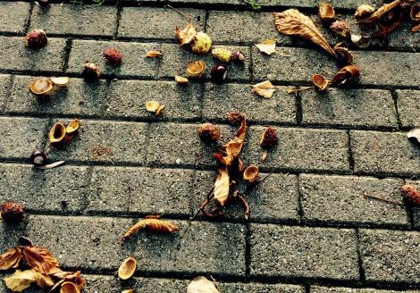 Los castaños de la sabiduría