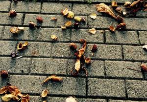 Los castaños de la sabiduría