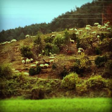 11055396_10208186538522209_7725726430978074607_o