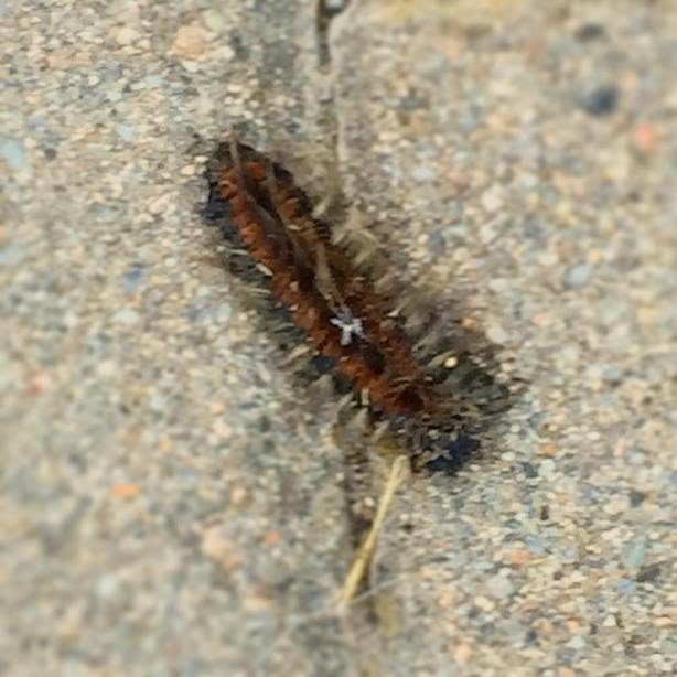 12244349_10208304531911970_1477704148068356547_o