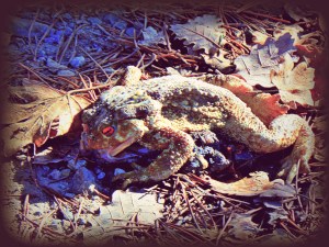 Un sapo muerto 2
