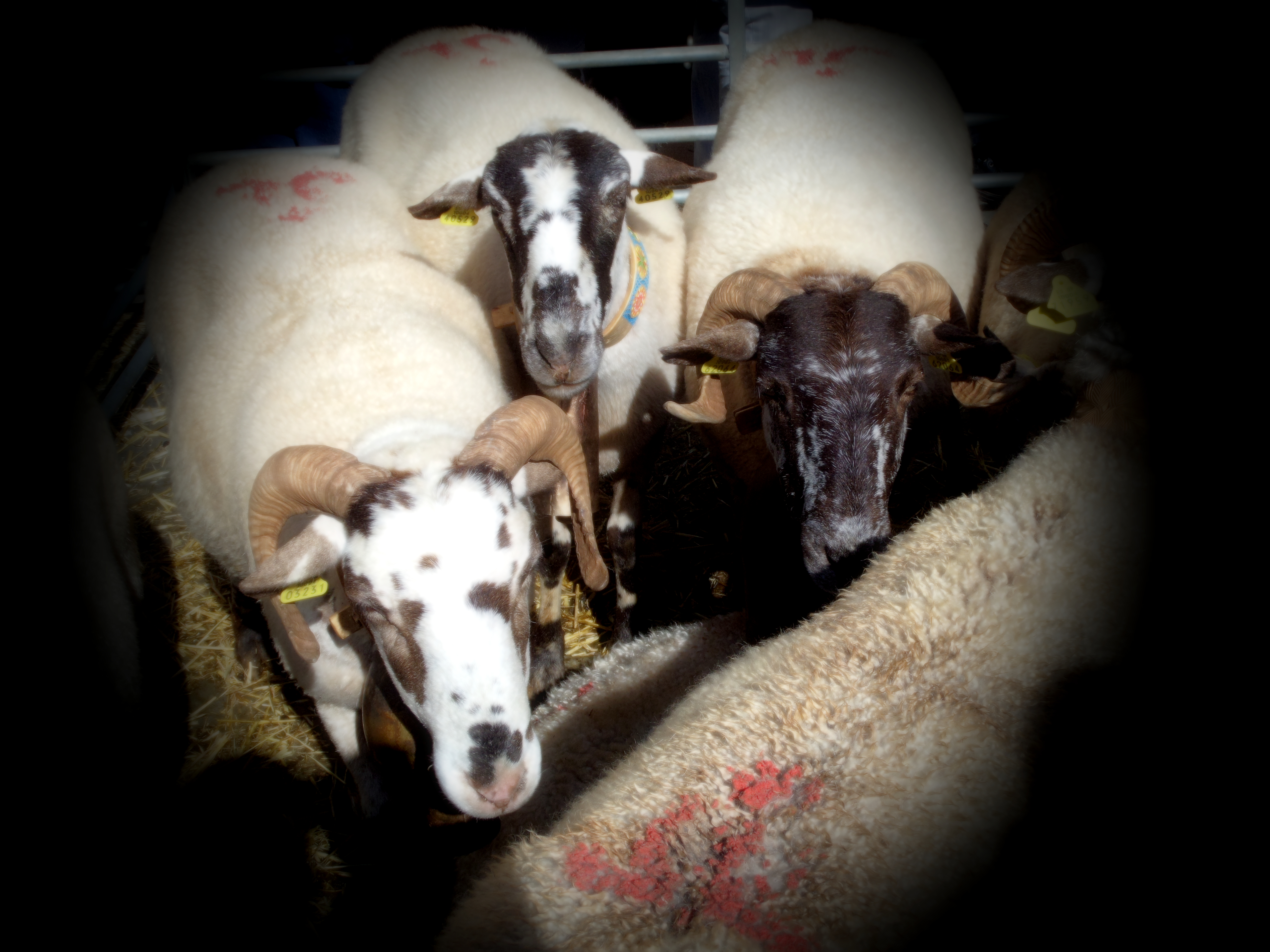 SAMSUNG CAMERA PICTURES