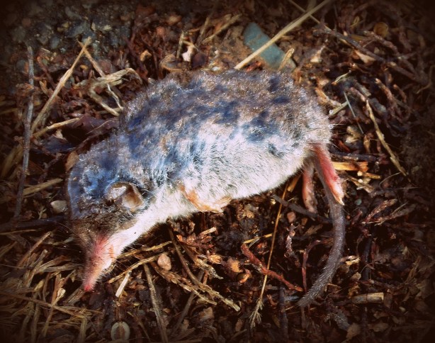 SAMSUNG CAMERA PICTURES