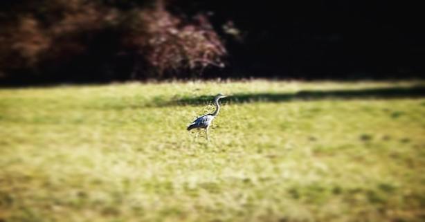 12764371_10208927721011308_1962398103218701930_o