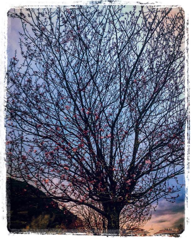 12792149_10209027431464007_2982656359363472663_o