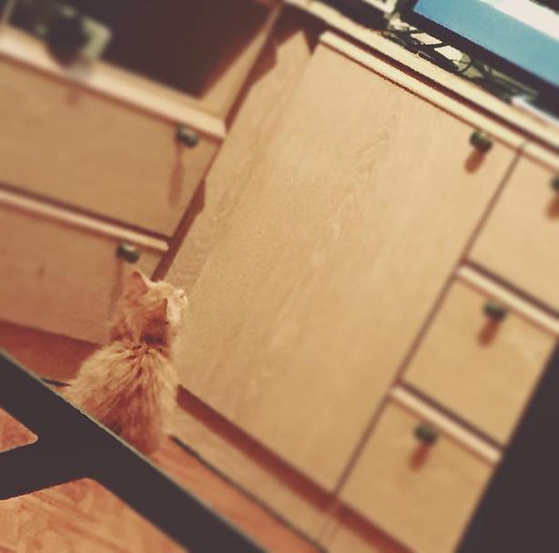 12823316_10209015080635244_3794513816964239945_o