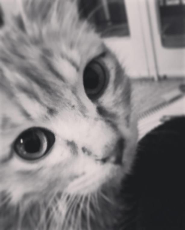 13041097_10209482098350395_512055671965750432_o