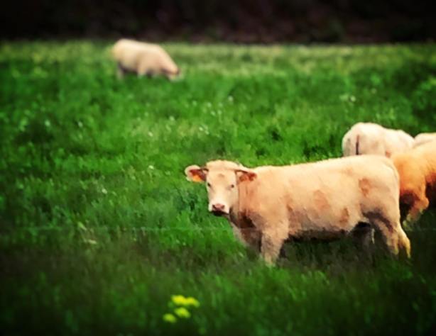 13161880_10209689102645373_6556913800323921383_o