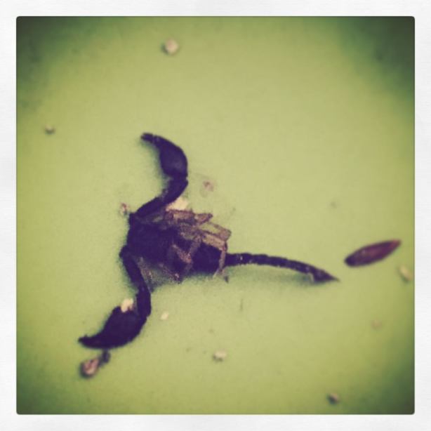 13235107_10209703569287030_1853781839563852970_o