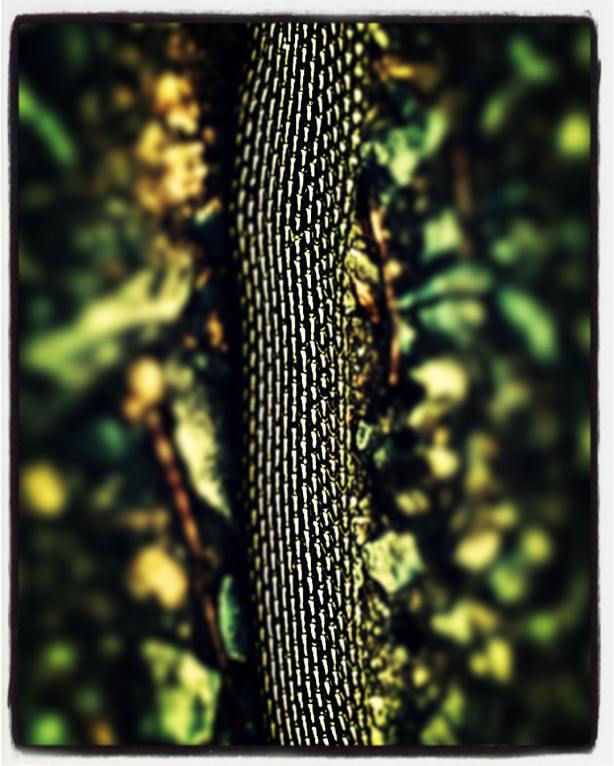 13323420_10209812164521843_8060896087790019573_o