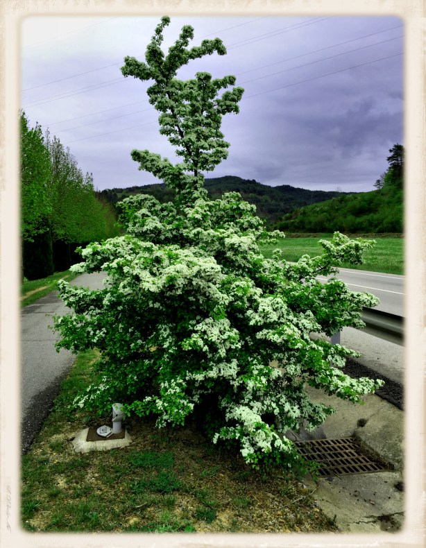 Estallido primaveral. Iphone. 201605071230