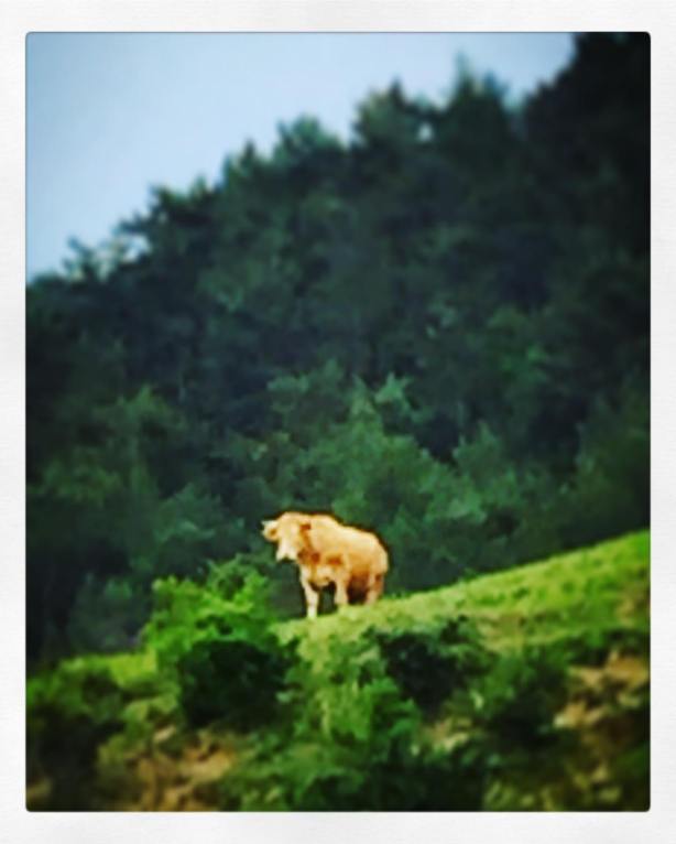 13412176_10209904065059299_2869896475083299898_o