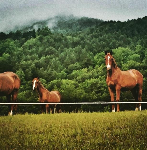 13443180_10209973718760598_3843974185357350095_o