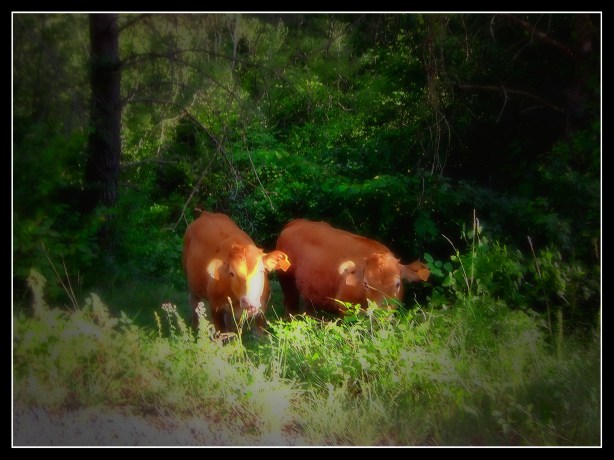 201607301830. Guitart. Fuji.Terneras muertas