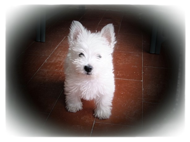 Draco Agosto 2007. Canon Powershot