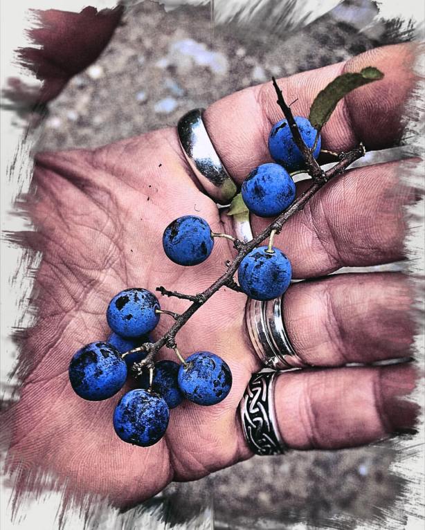 14249877_10210669926725362_8367666945491677731_o