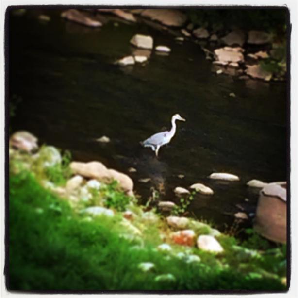 14481866_10210905781861593_8121668454046468841_o