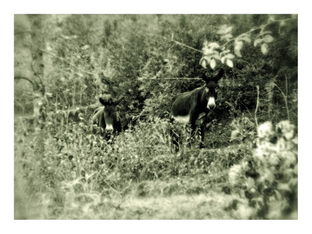 burros-2-ruta-fuentes-oct-2016-fuji