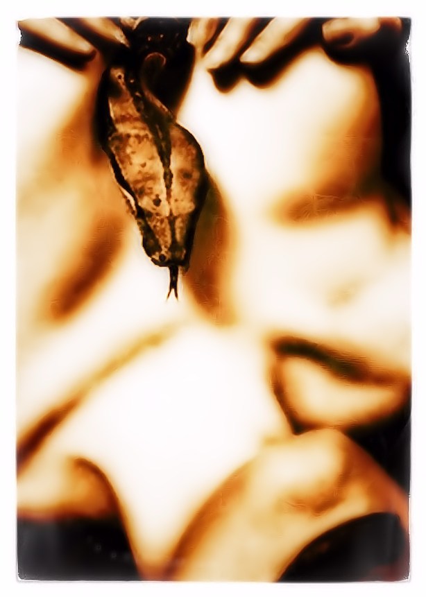 escamas-entre-tus-dedos