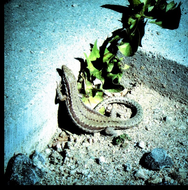 lagartijas-e-ingravidez