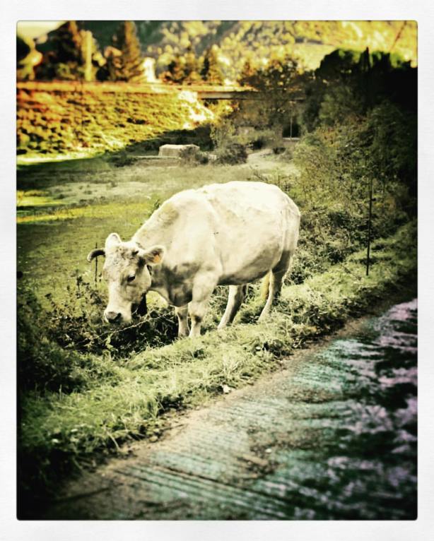 14883449_10211246761025859_4972573562170473594_o