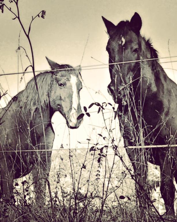 15056496_10211403478583700_1631155332650190298_n