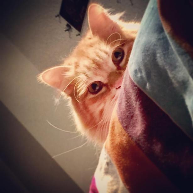 15895550_10211980121159404_8461812529727416106_o