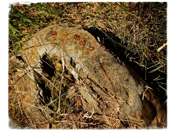 Resurrección por abrasión