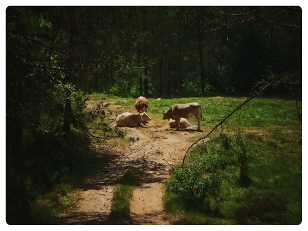 Tribunal superior copy