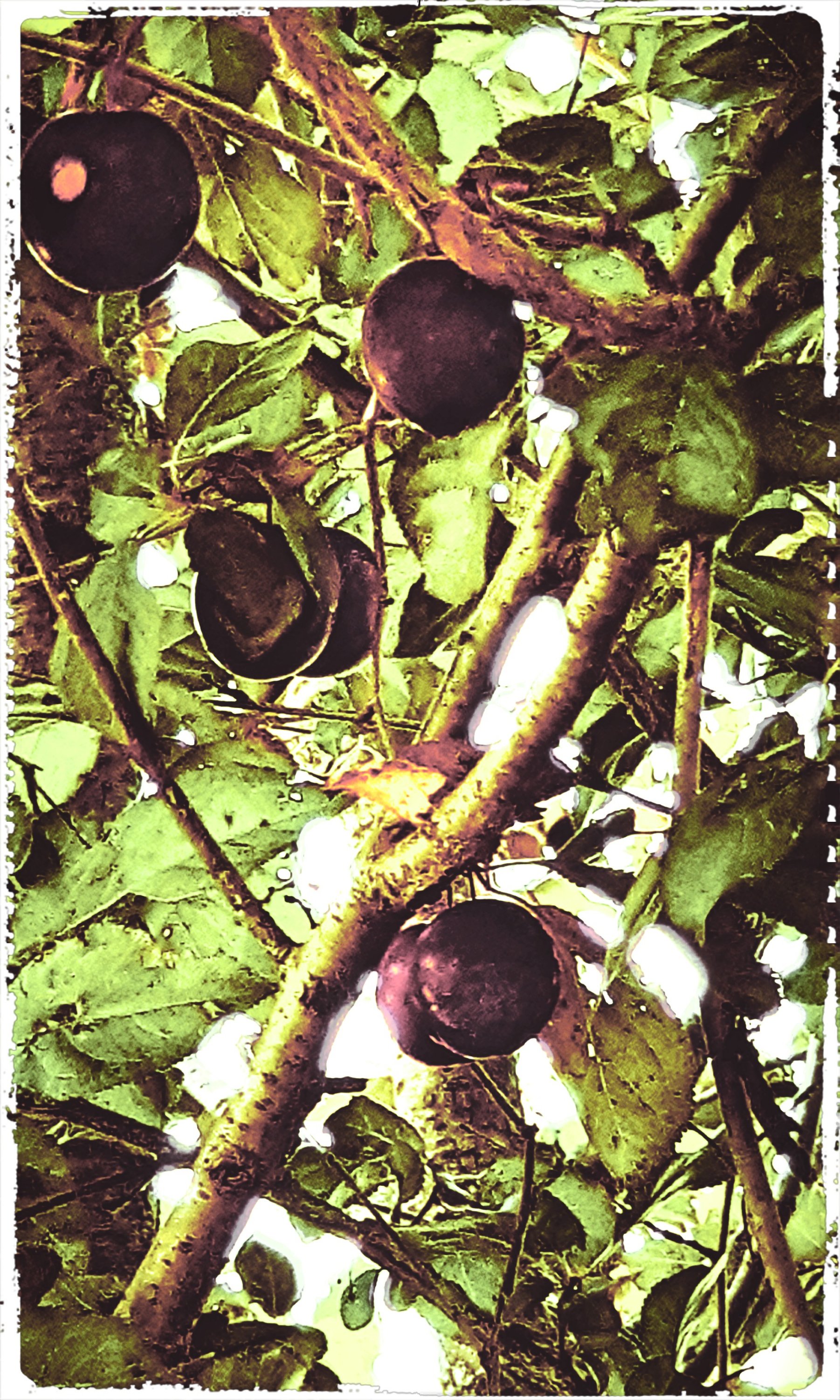 Un amor inestable | Iconoclasta, el hombre.